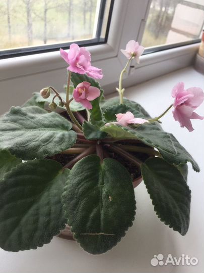 Фиалка розовая