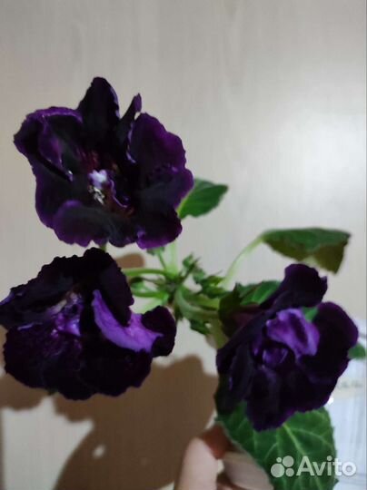 Глоксинии, Тидеи