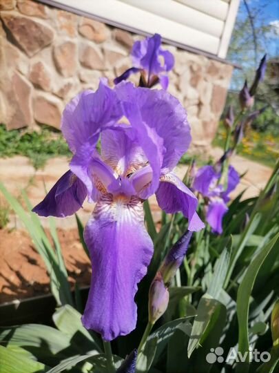 Ирисы бородатые
