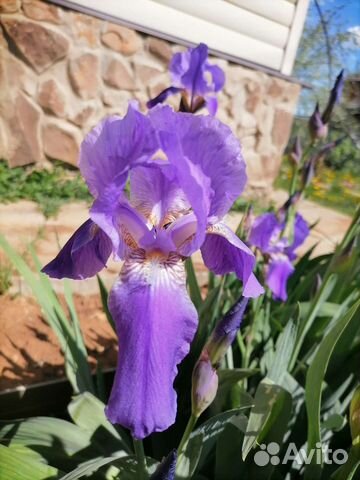 Ирисы бородатые