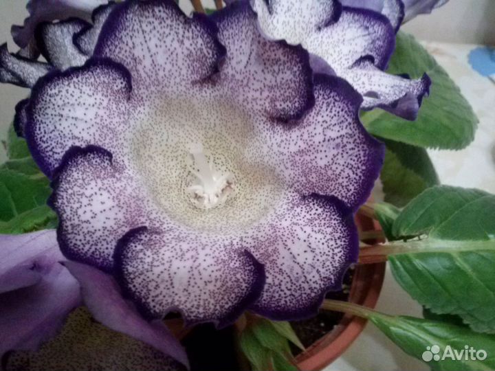 Глоксиния тигринум