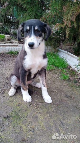 Щенки в добрые руки