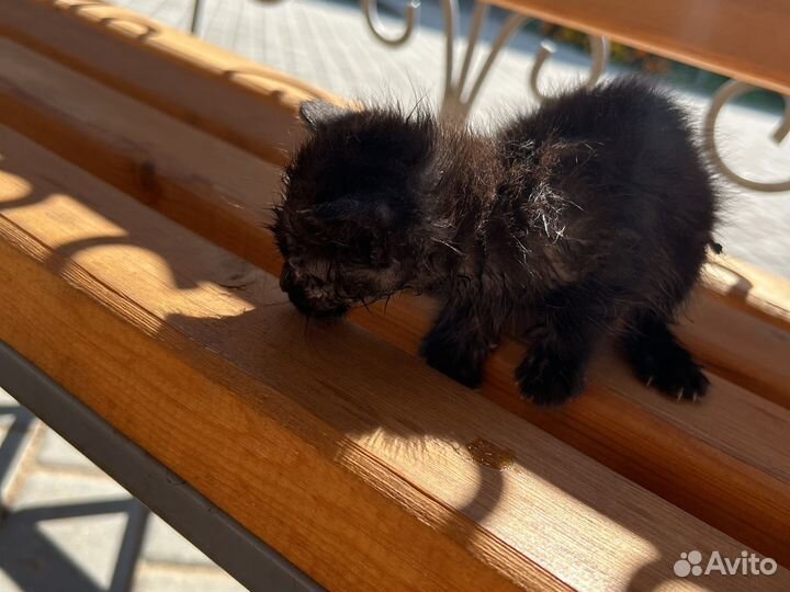 Кот и кошка чёрные