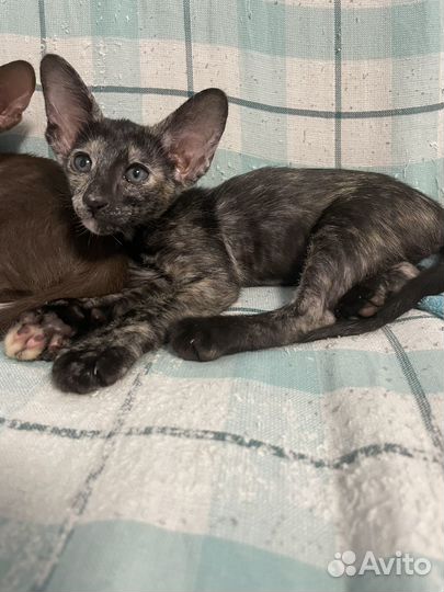 Ориентальная