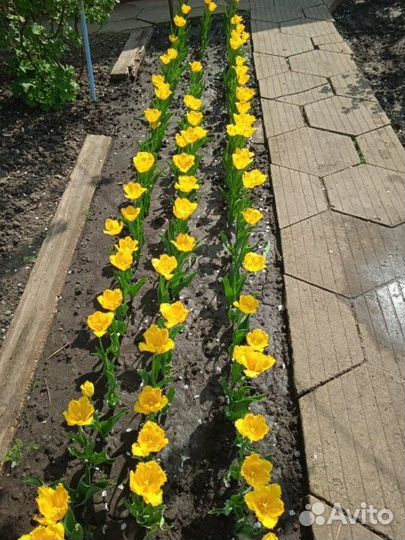 Луковицы тюльпанов