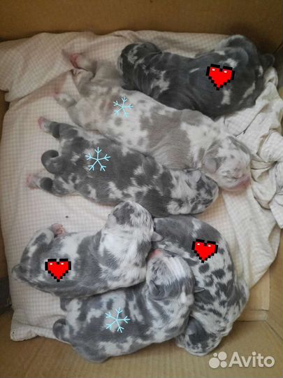 Американский булли