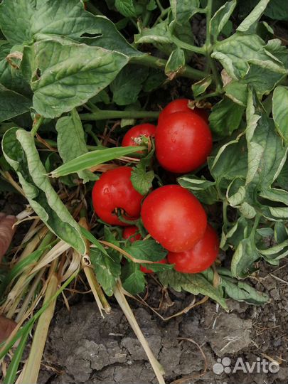 Помидоры оптом лоджейн