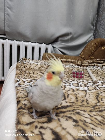 Попугай корелла с клеткой