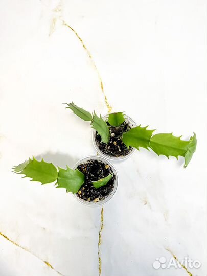 Декабрист (сорта Белый и Madame Butterfly)