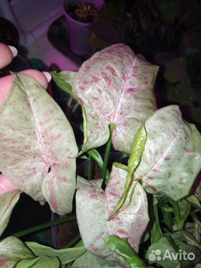 Сингониум dazzle color