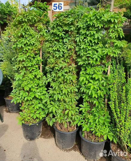 Девичий виноград