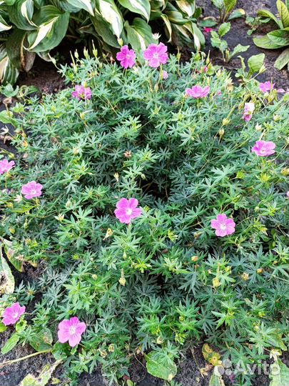 Хоста, гейхера, примула, герань