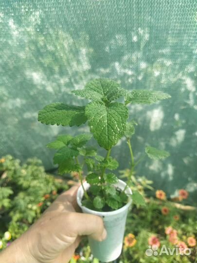 Мята, Мелисса