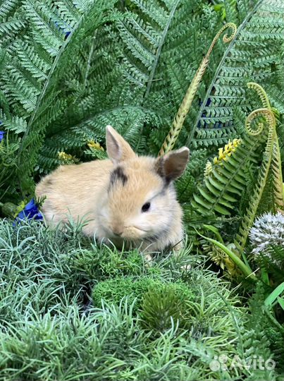 Готовы к переезду крольчата карликовые