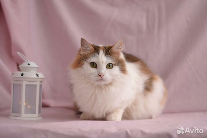 Кошка Адель