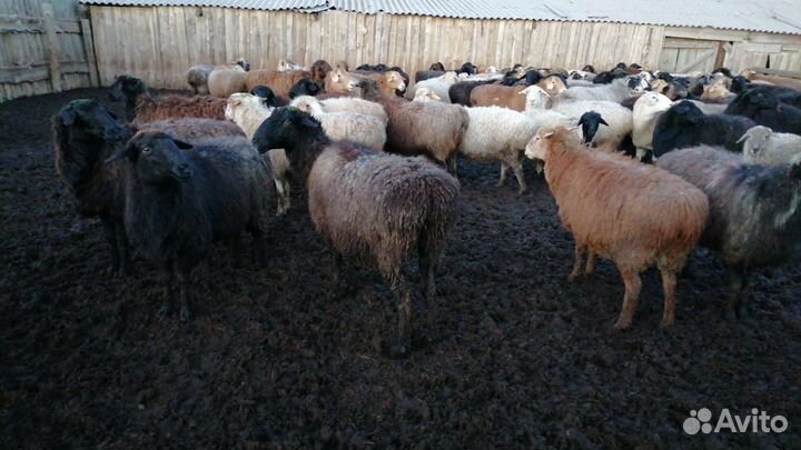 Продам овец, мясо баранины