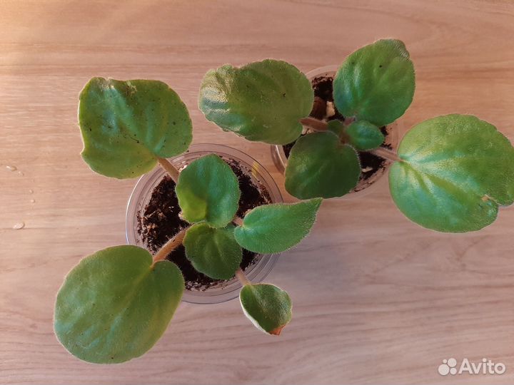 Фиалка(детки) ае-Деймос Элит