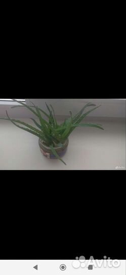 Отростки алоэ