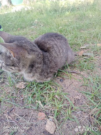 Уличные котята