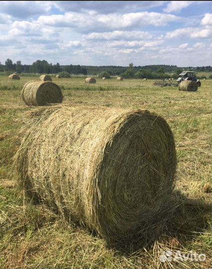 Сено в рулонах