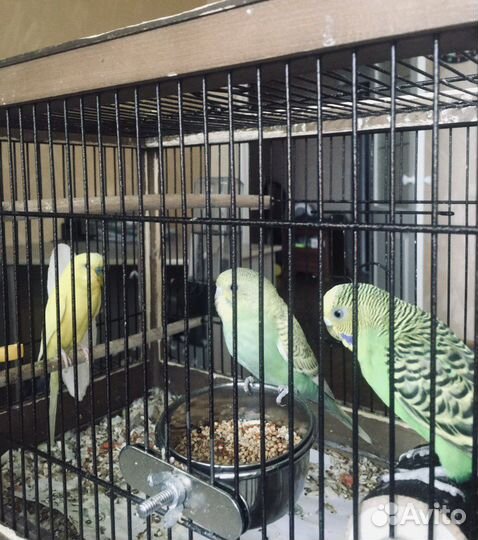 Волнистые попугаи (птенцы)