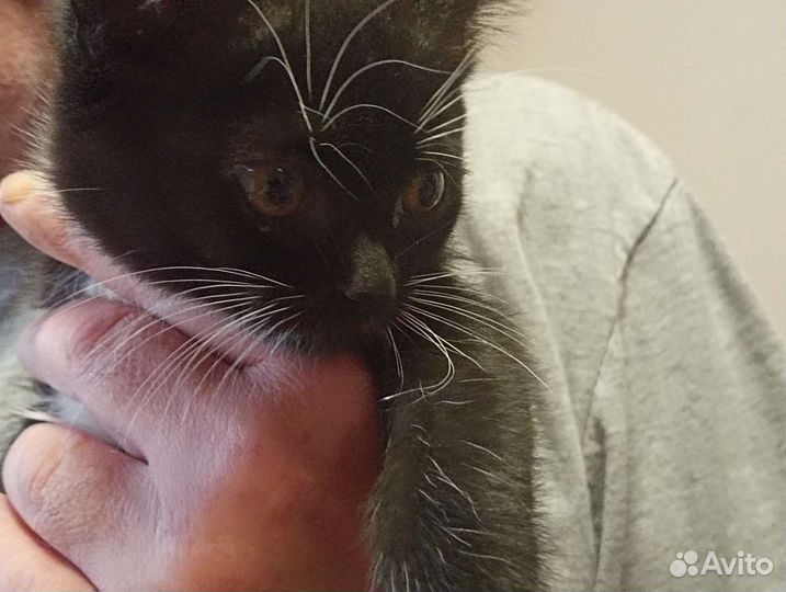Котята