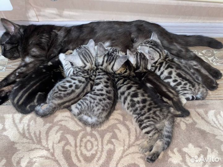 Бенгальские котята