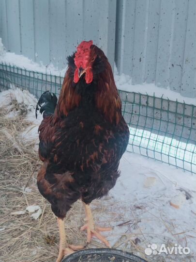 Молодые петухи