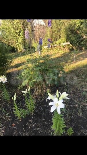 Участок 6,5 сот. (СНТ, ДНП)