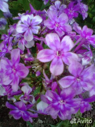 Флоксы многолетние