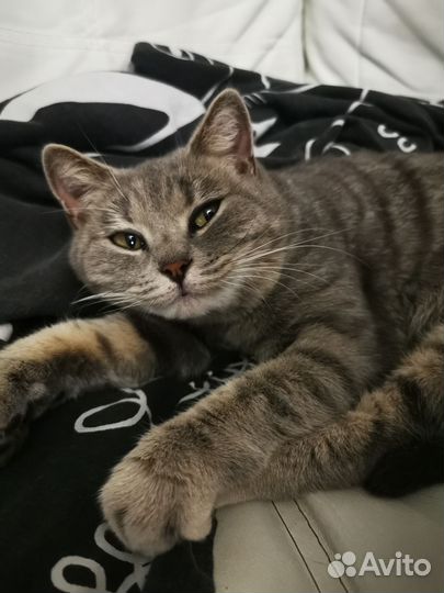Кошка в дар