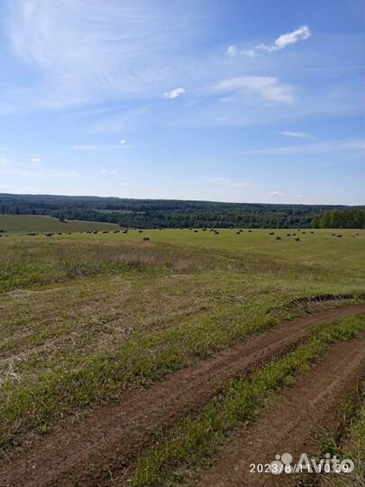 Продам сено в рулонах