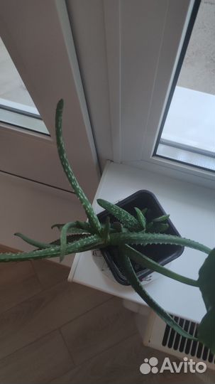 Алоэ вера лечебный