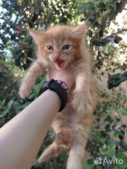 Пушистики ищут любящий дом