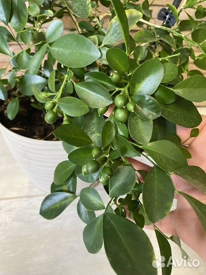 Муррайя карликовая