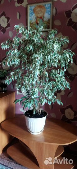 Фикус бенджамина большой с пёстрыми листочками