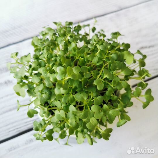 Набор семян - микрозелень 7 видов