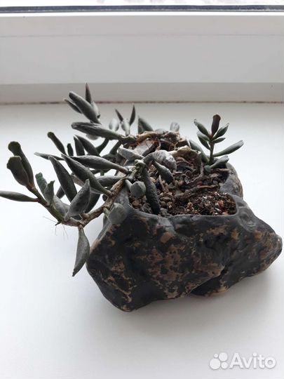 Садик из суккулентов в каменном горшке