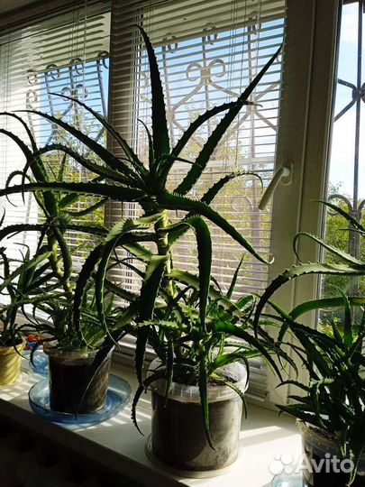 Алоэ столетник