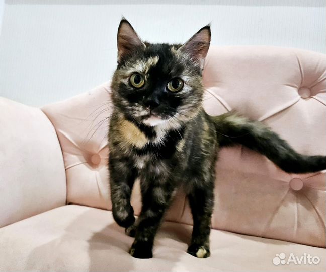 Кошка, очень ласковая