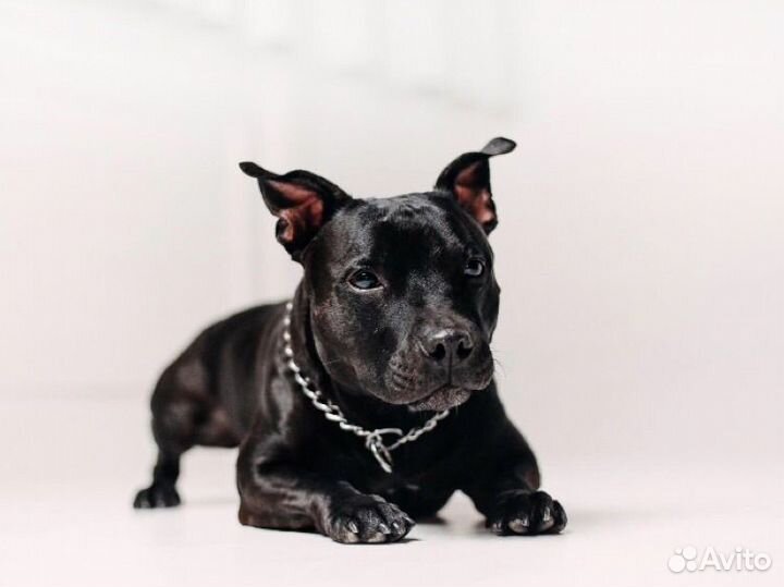 Собака для фотосессии