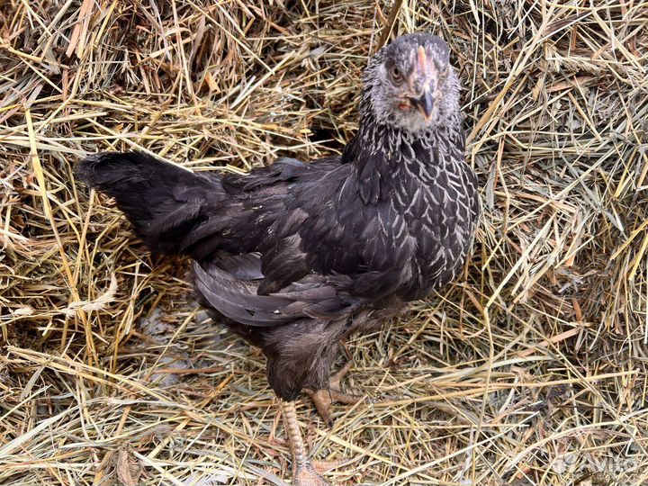 Kуpы несушки молодки