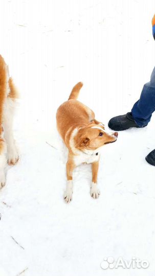 Собака бесплатно