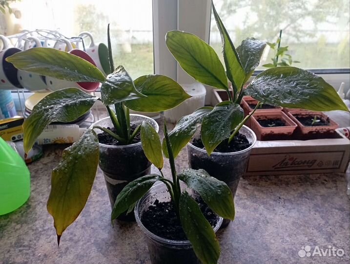 Спатифиллум (женское счастье)