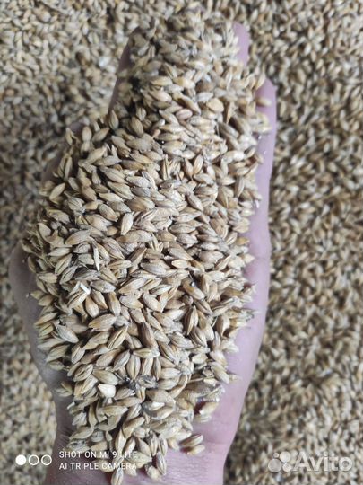 Ячмень урожай 2023