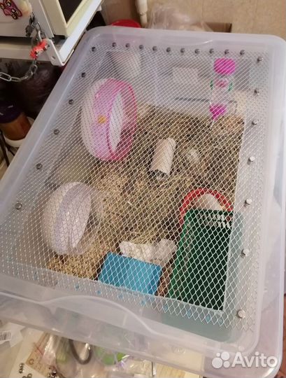 Декоративные мыши