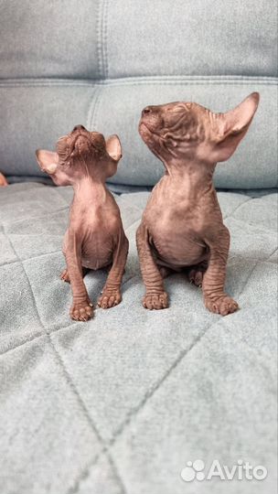Канадский сфинкс котята