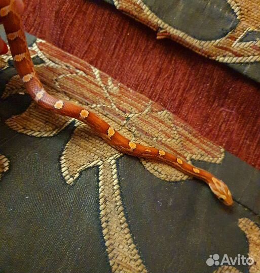 Змея маисовый полоз