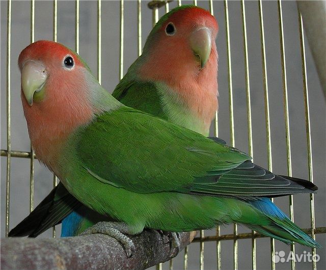 Продаю попугайчиков-Неразлучников