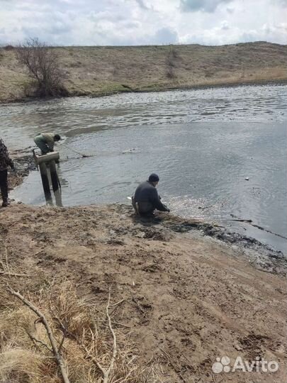 Карп живой горбатый